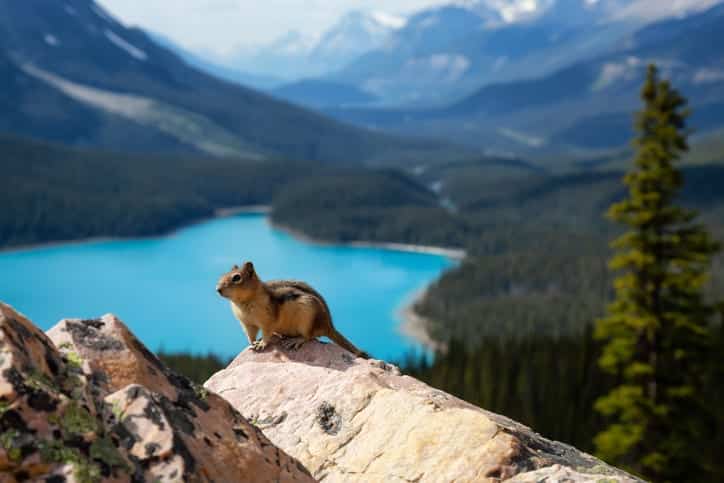 Chipmunk sitting on top of a rock with beautiful Canadian Rockies in the background. Banff National Park, Alberta, Canada.