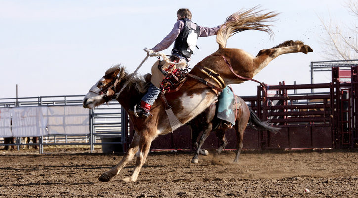 things to do in calgary - calgary stampede