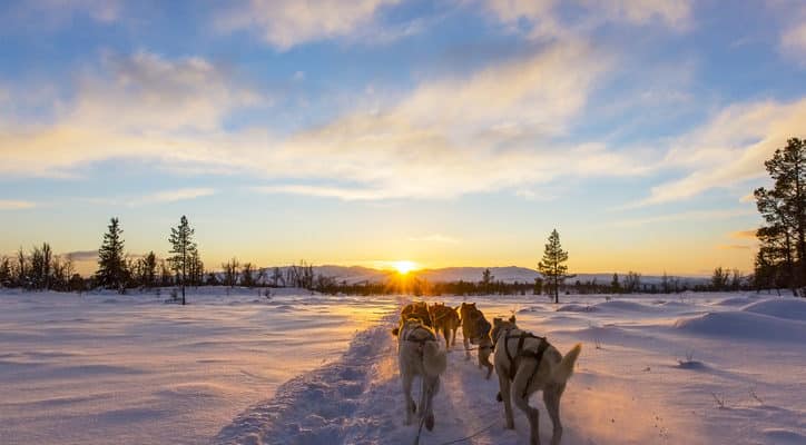 things to do in banff - dog sledding - TCS Charter Services