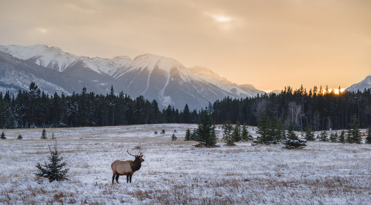 things to do in jasper - view wildlife in winter